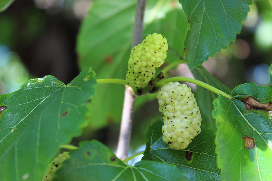 Morus alba as white mulberry Photograph by Mahir Mesic | Fine Art America