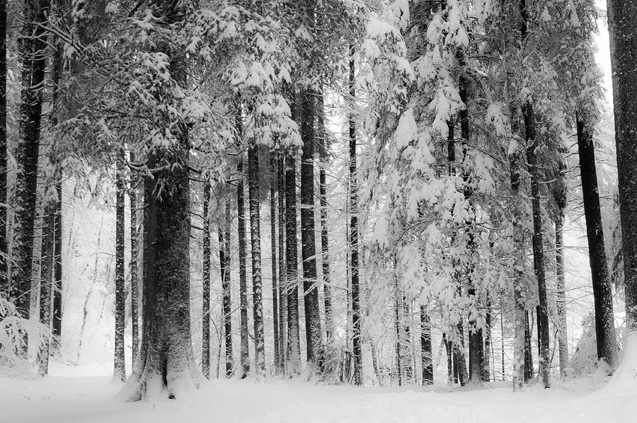 Morzine Snowfall Photograph
