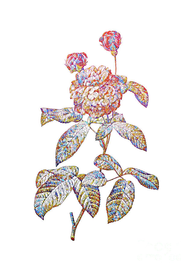 Mosaic Agatha Rose In Bloom Botanical Art On White Mixed Media by Holy Rock Design