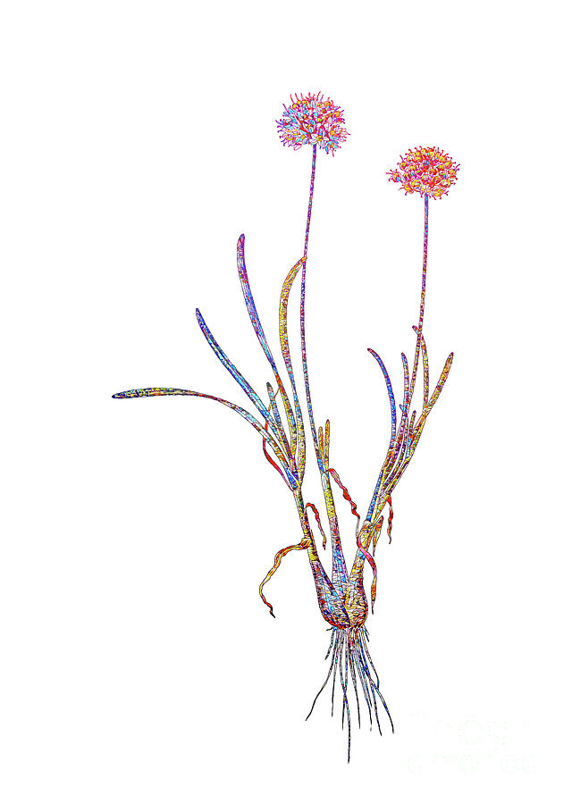 Mosaic Allium Carolinianum Botanical Art On White Mixed Media by Holy Rock Design