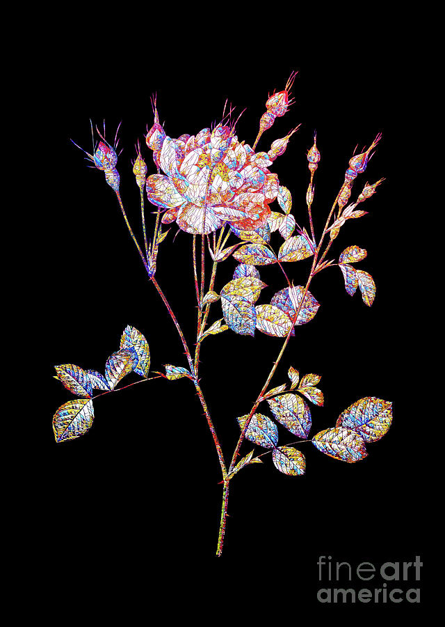 Mosaic Anemone Sweetbriar Rose Botanical Art On Black Mixed Media by Holy Rock Design