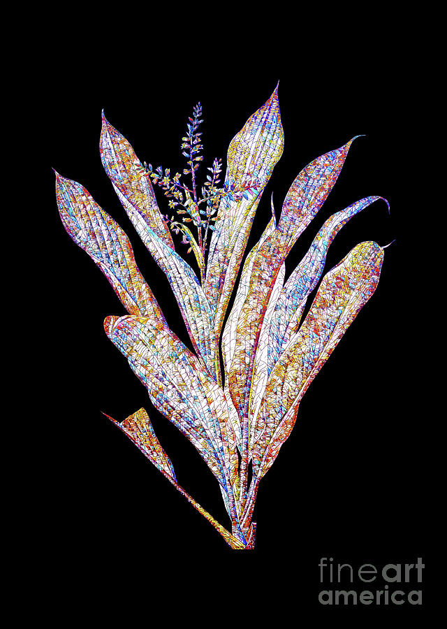 Mosaic Cordyline Fruticosa Botanical Art On Black Mixed Media by Holy Rock Design