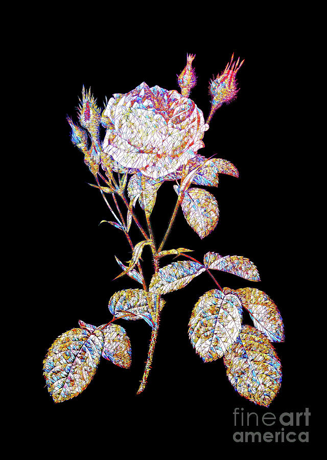 Mosaic Double Moss Rose Botanical Art On Black Mixed Media by Holy Rock Design