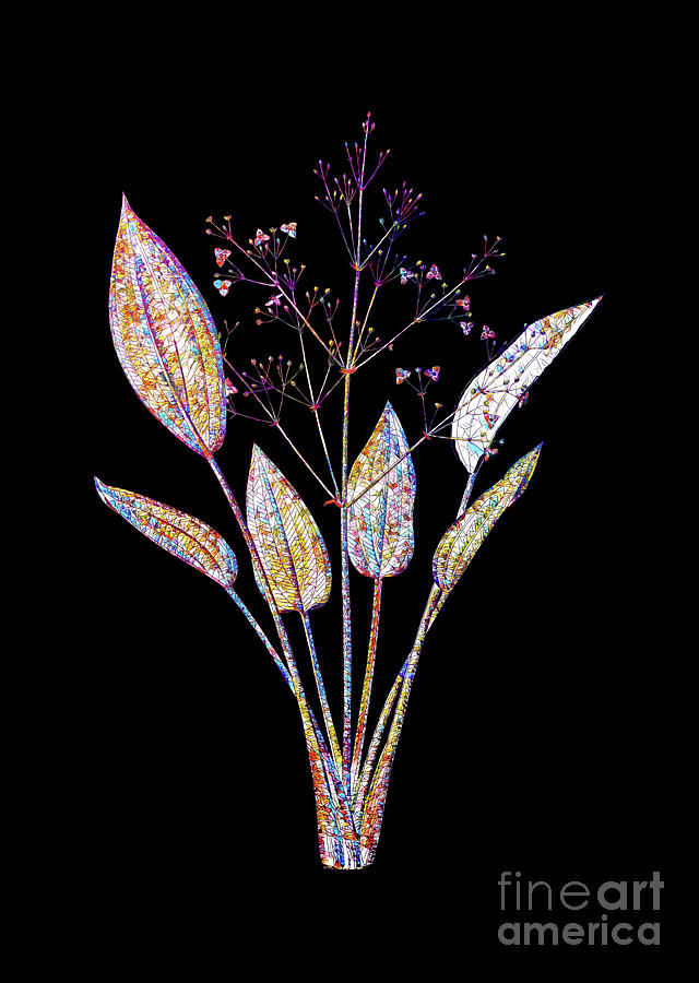 Mosaic European Water Plantain Botanical Art On Black Mixed Media by Holy Rock Design