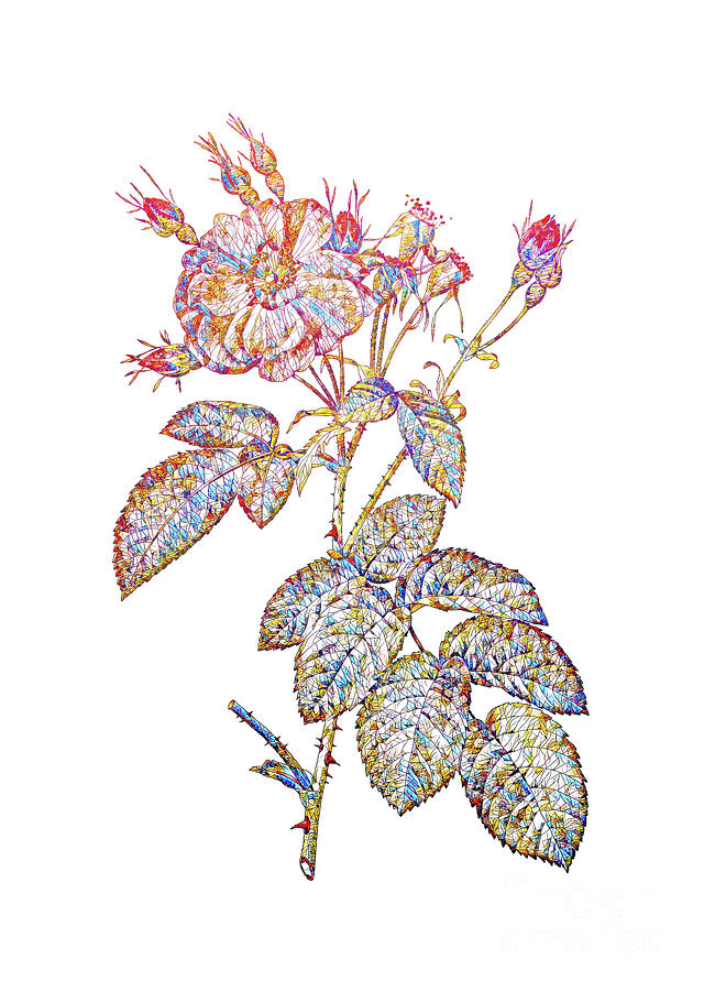 Mosaic Harsh Downy Rose Botanical Art On White Mixed Media by Holy Rock Design