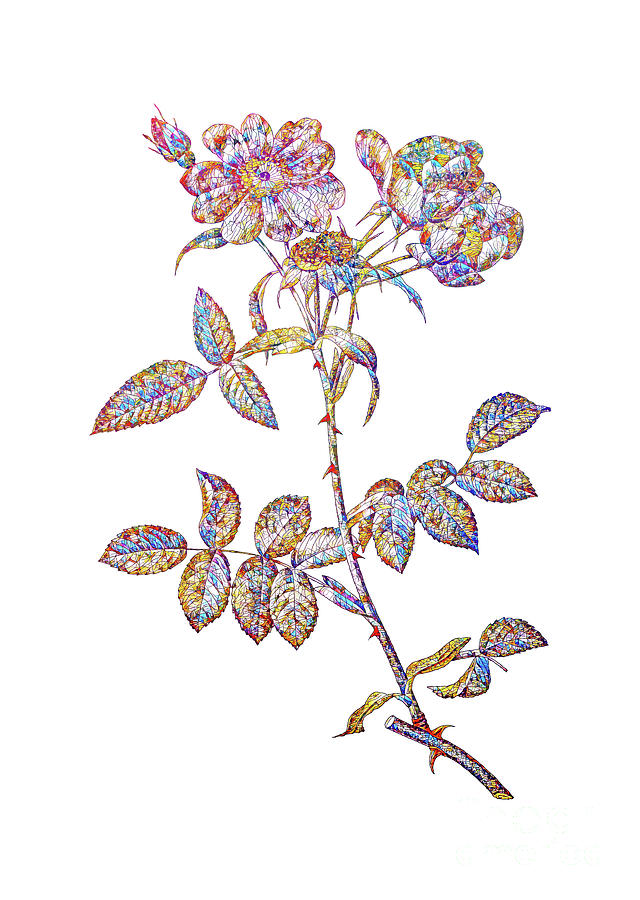 Mosaic Lady Monson Rose Bloom Botanical Art On White Mixed Media by Holy Rock Design