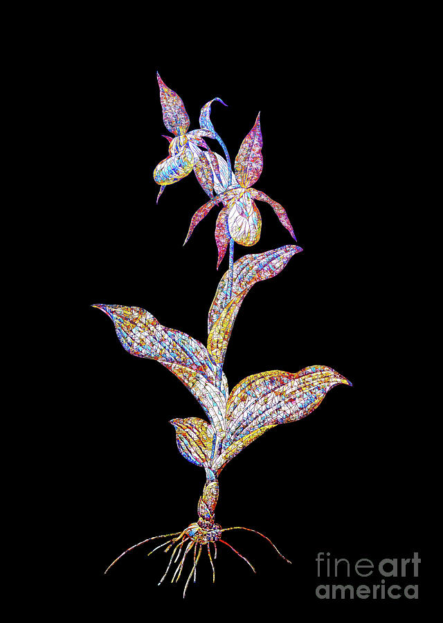 Mosaic Ladys Slipper Orchid Botanical Art On Black Mixed Media