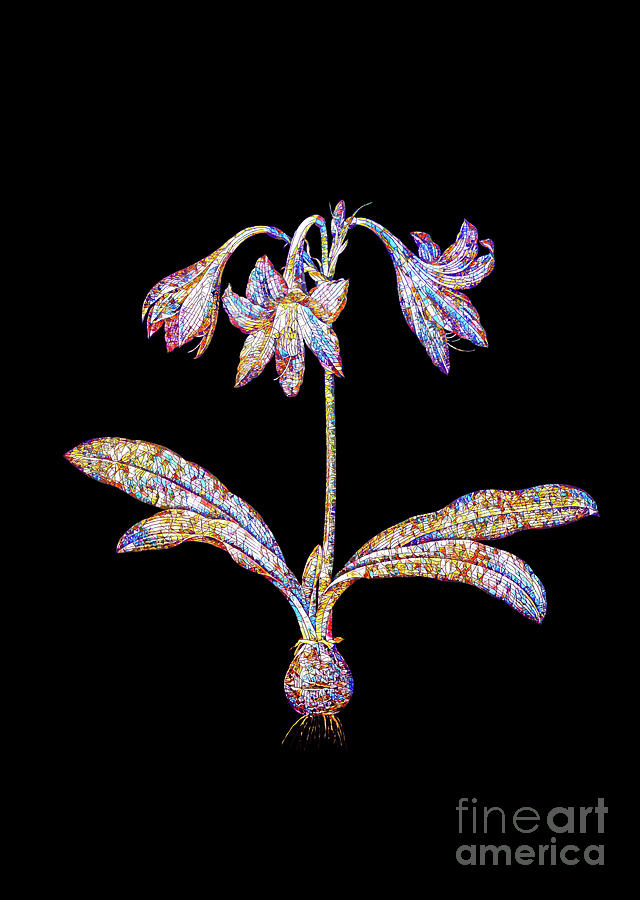 Mosaic Netted Veined Amaryllis Botanical Art On Black Mixed Media by Holy Rock Design