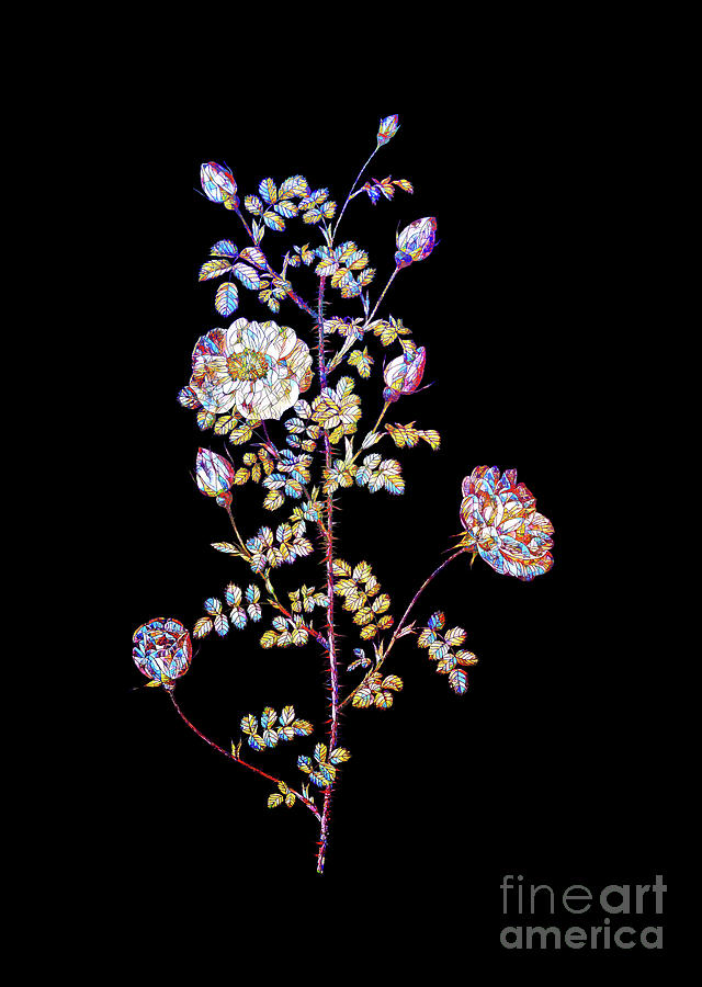 Mosaic Pink Scotch Briar Rose Botanical Art On Black Mixed Media by Holy Rock Design