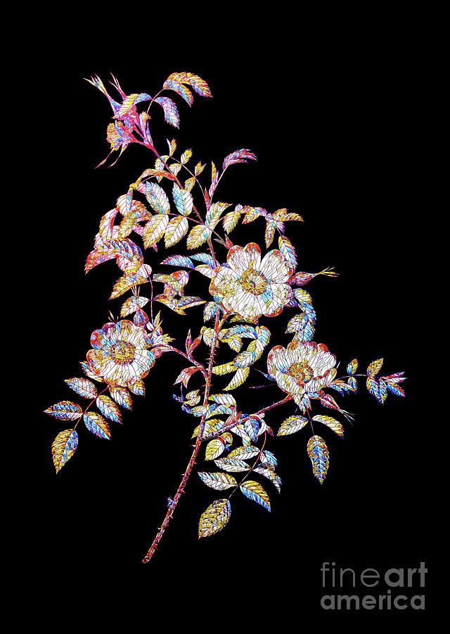 Mosaic Reddish Rosebush Botanical Art On Black Mixed Media by Holy Rock Design