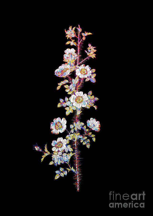 Mosaic Scotch Rose Bloom Botanical Art On Black Mixed Media by Holy Rock Design