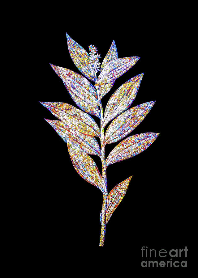 Mosaic Smilacina Stellata Botanical Art On Black Mixed Media by Holy Rock Design