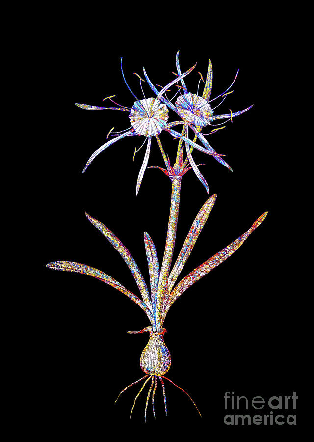 Mosaic Streambank Spiderlily Botanical Art On Black Mixed Media by Holy Rock Design