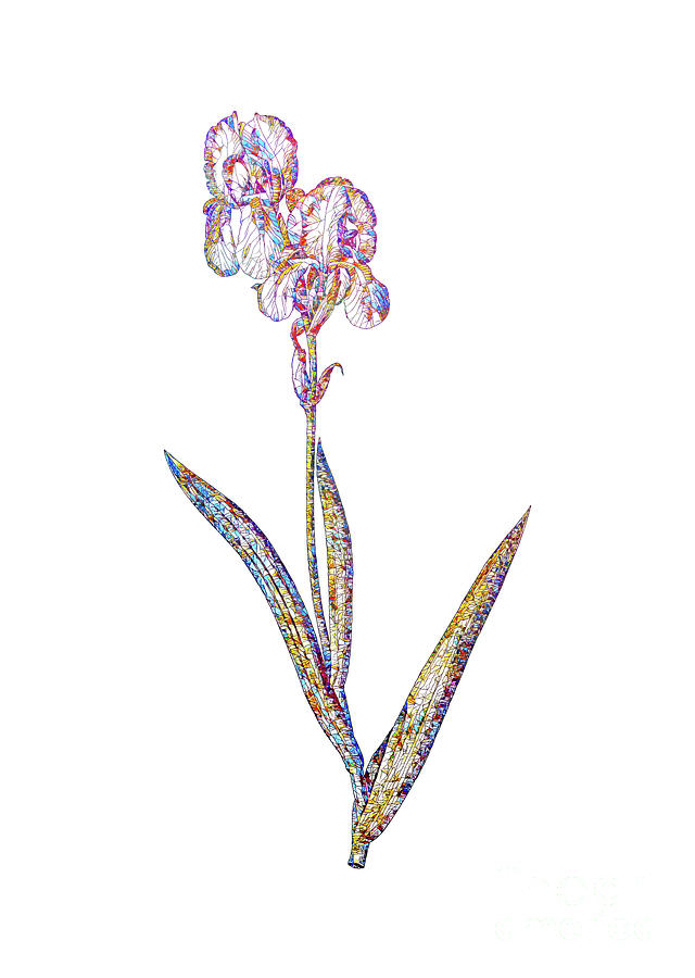 Mosaic Tall Bearded Iris Botanical Art On White Mixed Media by Holy Rock Design