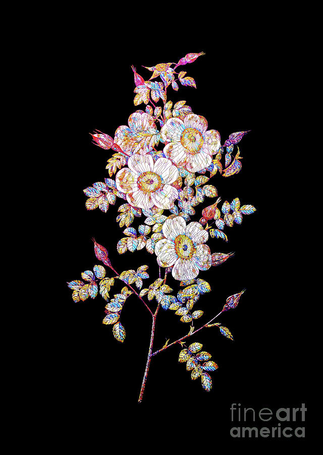 Mosaic Thornless Burnet Rose Botanical Art On Black Mixed Media by Holy Rock Design