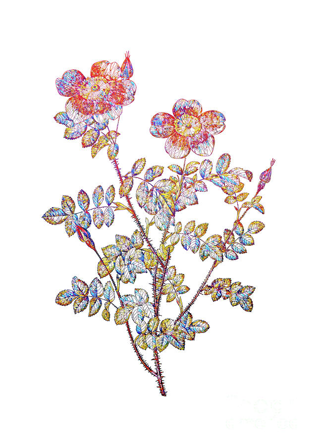 Mosaic Variegated Burnet Rose Botanical Art On White Mixed Media by Holy Rock Design