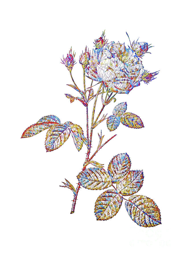 Mosaic White Provence Rose Botanical Art On White Mixed Media by Holy Rock Design