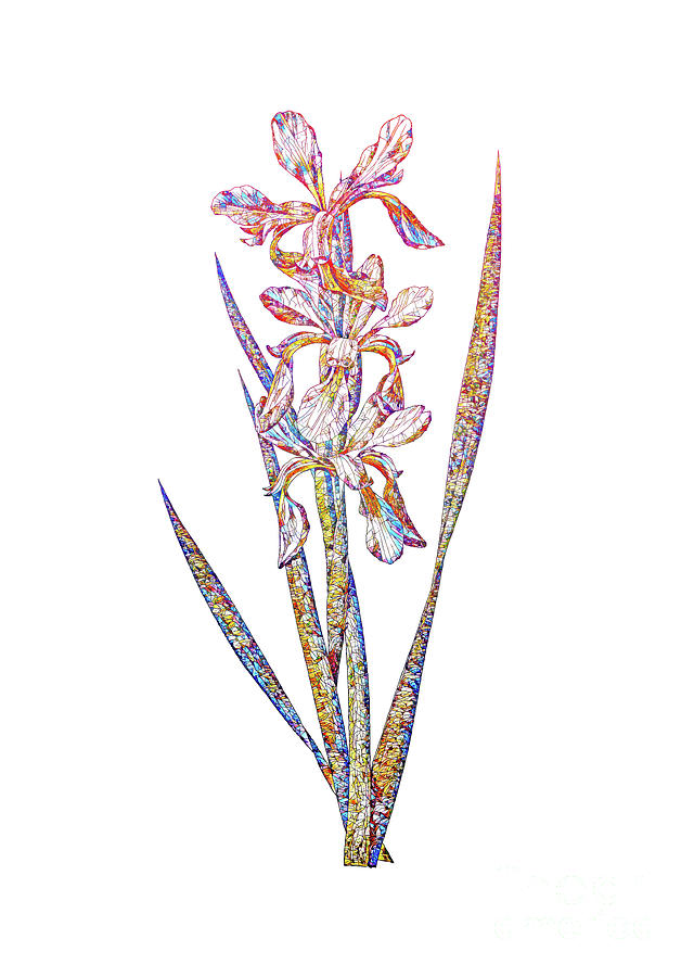 Mosaic Yellow Banded Iris Botanical Art On White Mixed Media by Holy Rock Design