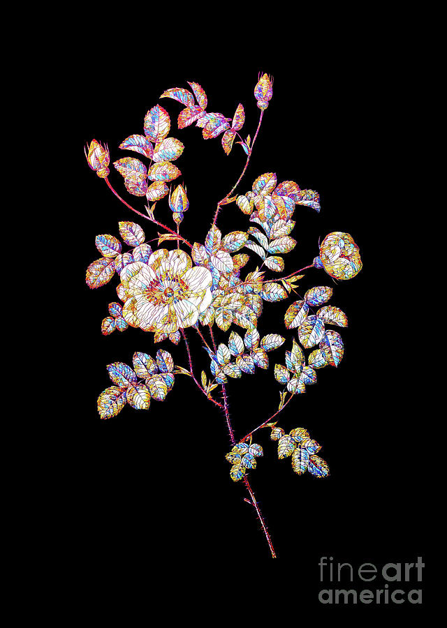 Mosaic Yellow Sweetbriar Rose Botanical Art On Black Mixed Media