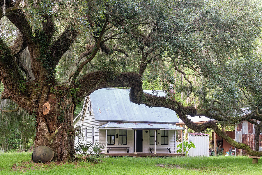 Moses Ficklin Cottage and Oak Tree, Daufuskie Island, South Carolina #1 Photograph by Dawna Moore Photography
