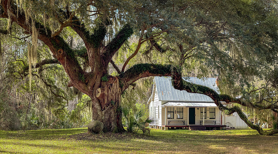 Moses Ficklin Oak Tree and Cottage, Daufuskie Island, South Carolina Photograph by Dawna Moore Photography