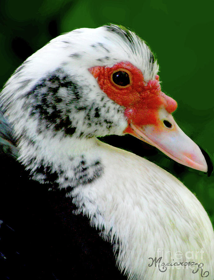 Moskovy Duck Photograph by Mariarosa Rockefeller