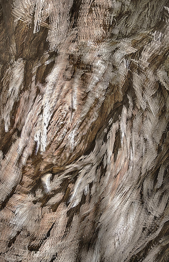 Mosman Bark 1 Photograph by Jay Heifetz