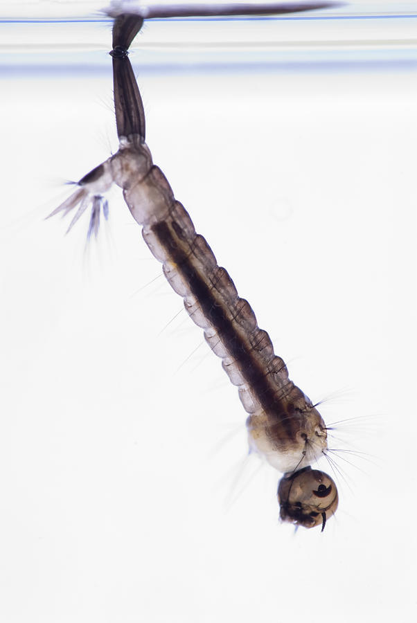 Mosquito Larva Photograph by Doug4537