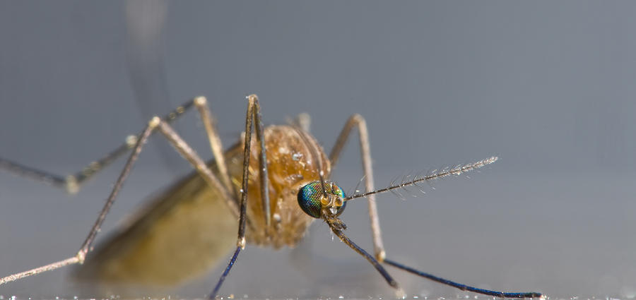 Mosquito Macro Panorama Photograph by Doug4537