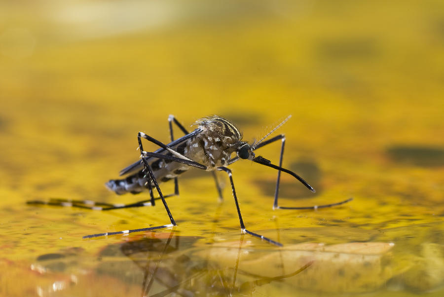 Mosquito on Water Photograph by Doug4537