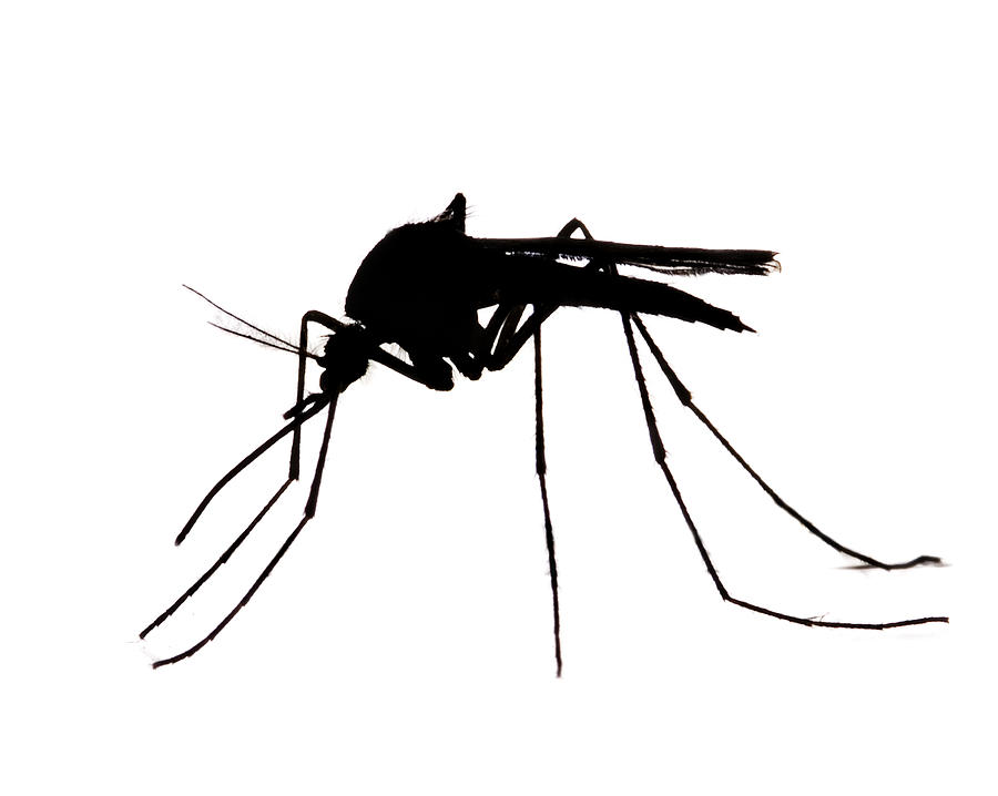Mosquito Silhouette Photograph by Doug4537