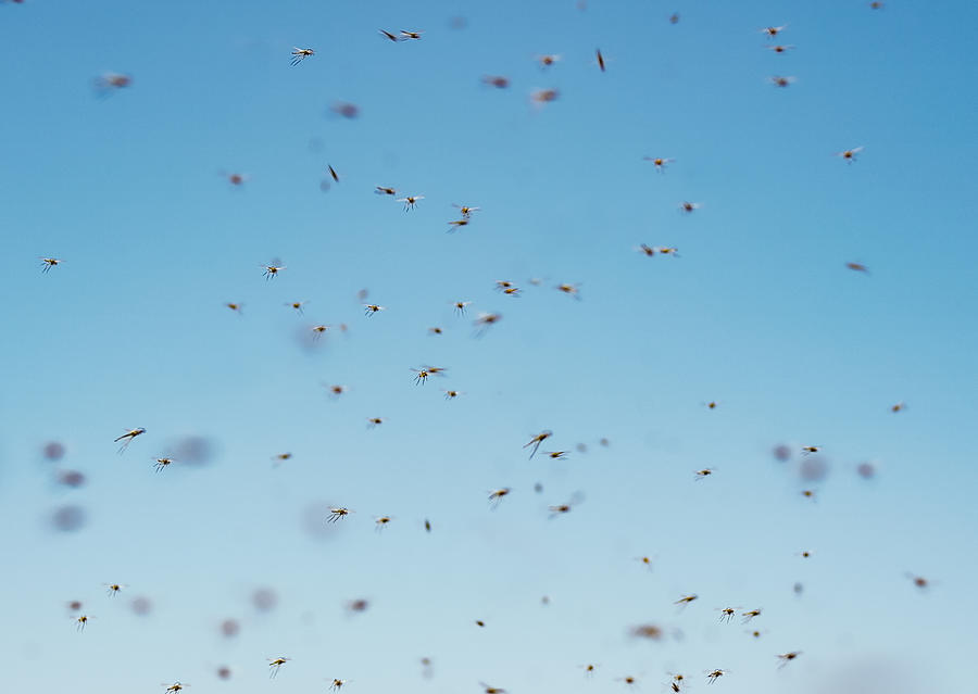 Mosquitoes Flying  In The Air Photograph by Artem Hvozdkov
