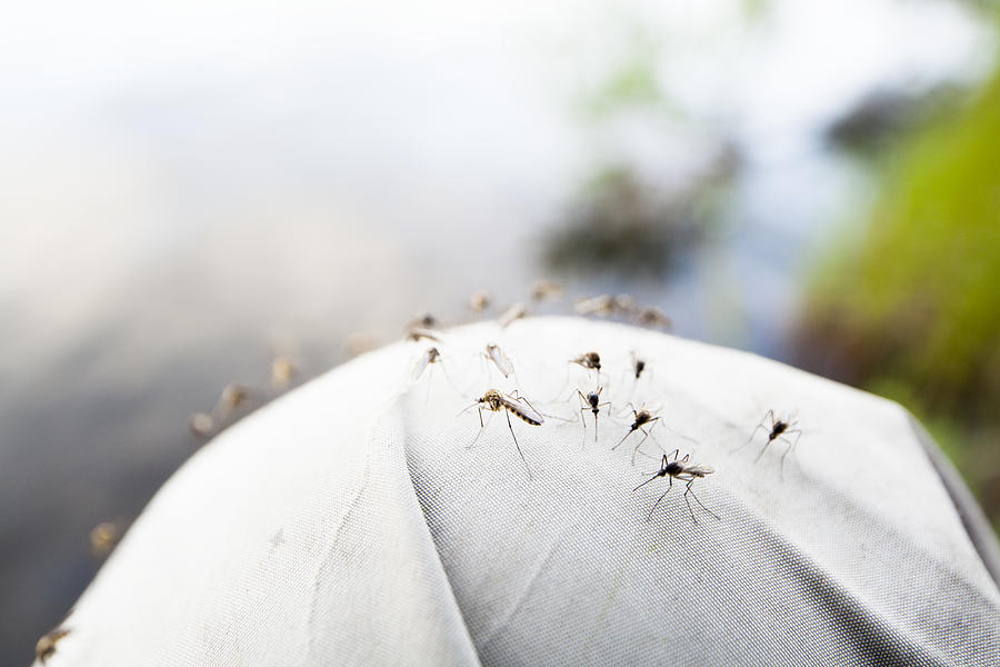 Mosquitos,  close-up Photograph by Johner Images