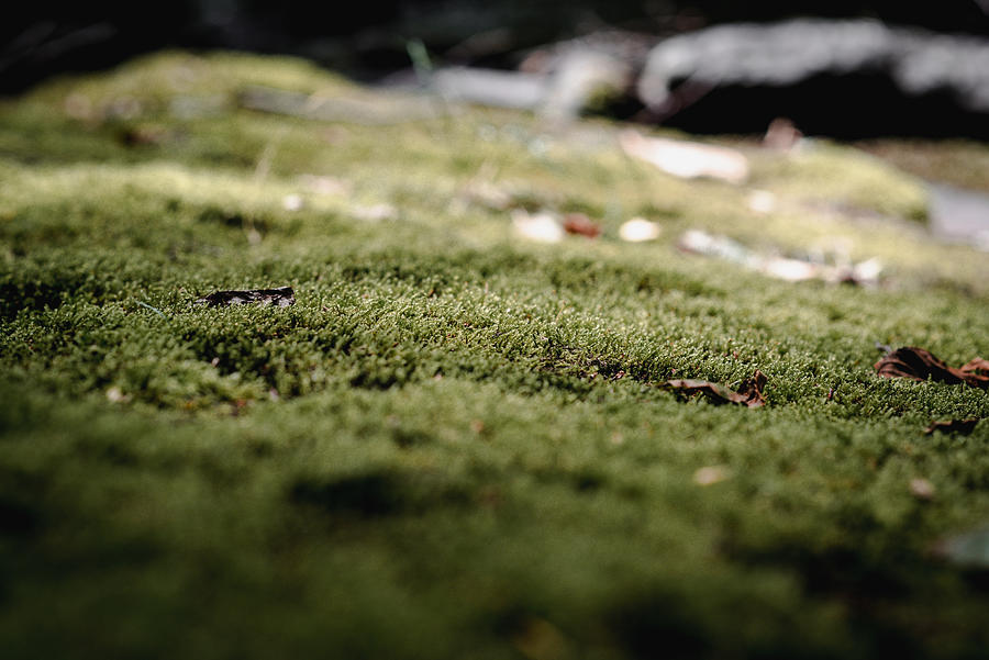 Moss along the Creek Photograph by Evan Foster
