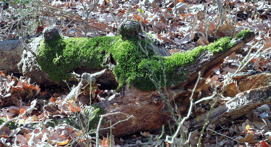 Moss Photograph by Amy Hosp - Pixels