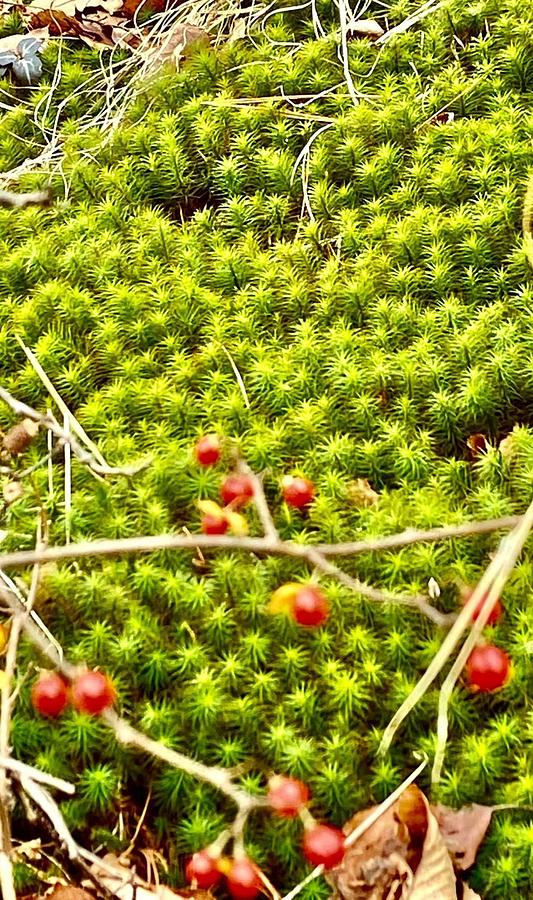 Moss And Berries Photograph By Stefani Jane Diana Pixels