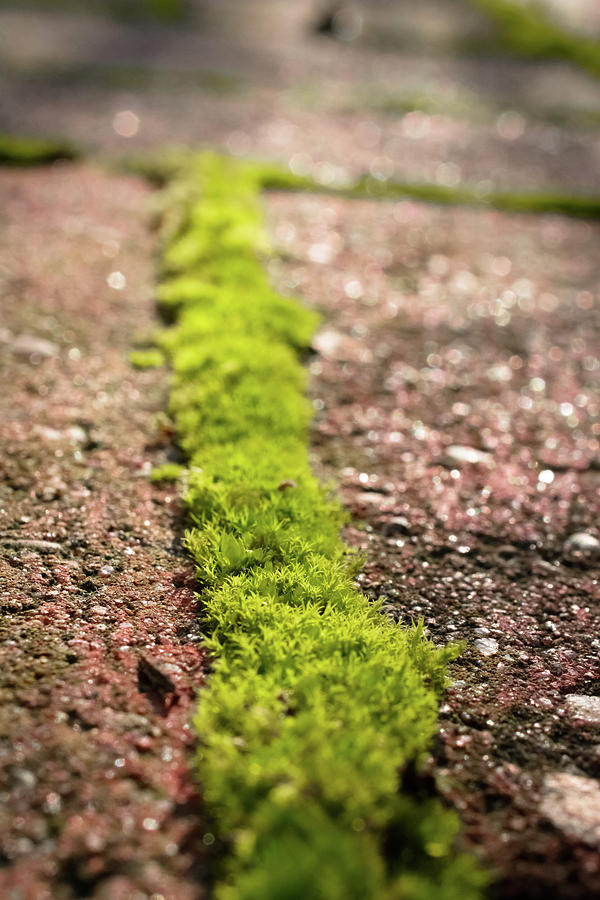 Moss and Brick Photograph by Mike Fusaro