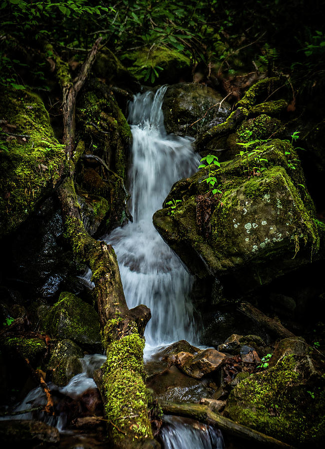 Moss and Falls Photograph by Lisa Lambert-Shank