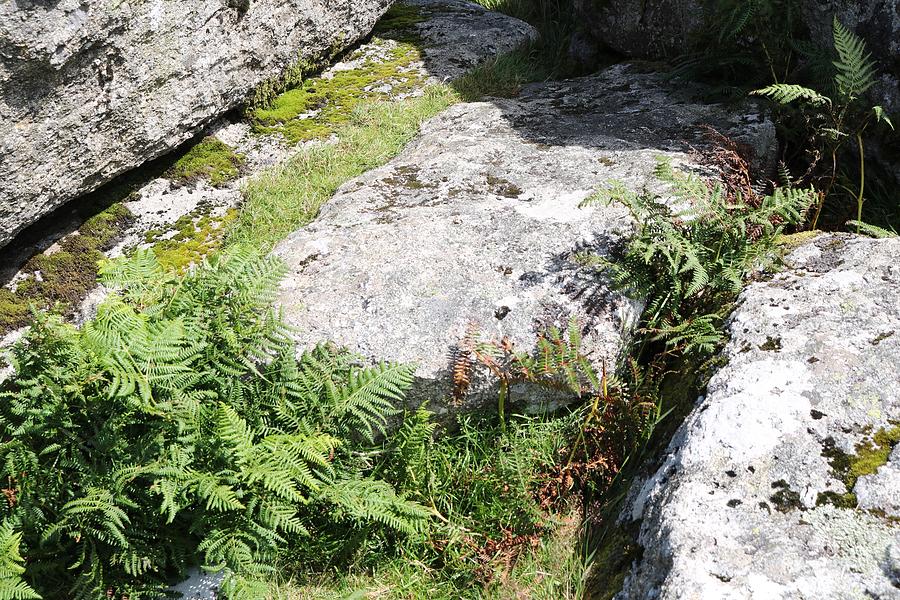 Moss And Ferns On Granite Photograph