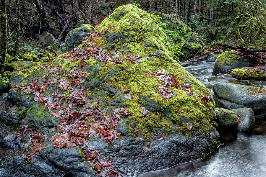 Moss and Leaves on a Rock in the River Photograph by Belinda Greb