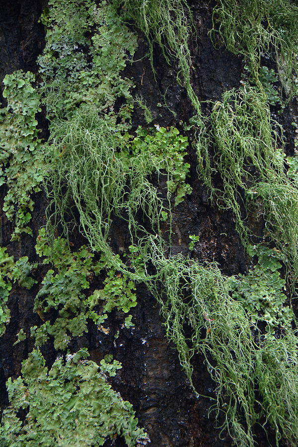 Moss and Lichen in Virginia Photograph by Raymond Salani III