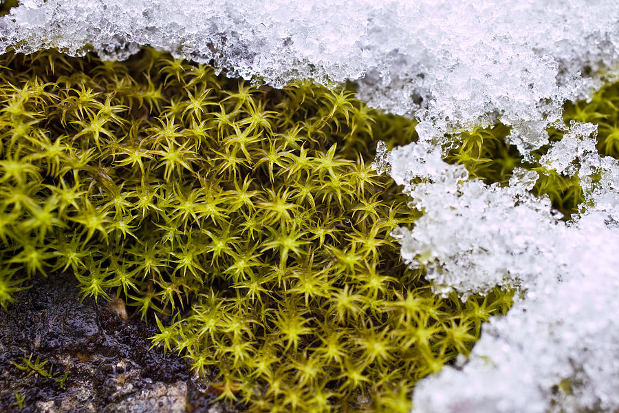Moss and snow Photograph by Imv
