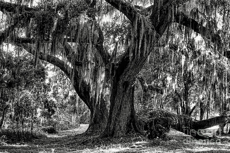 Moss and Tree Photograph by Deborah Benoit