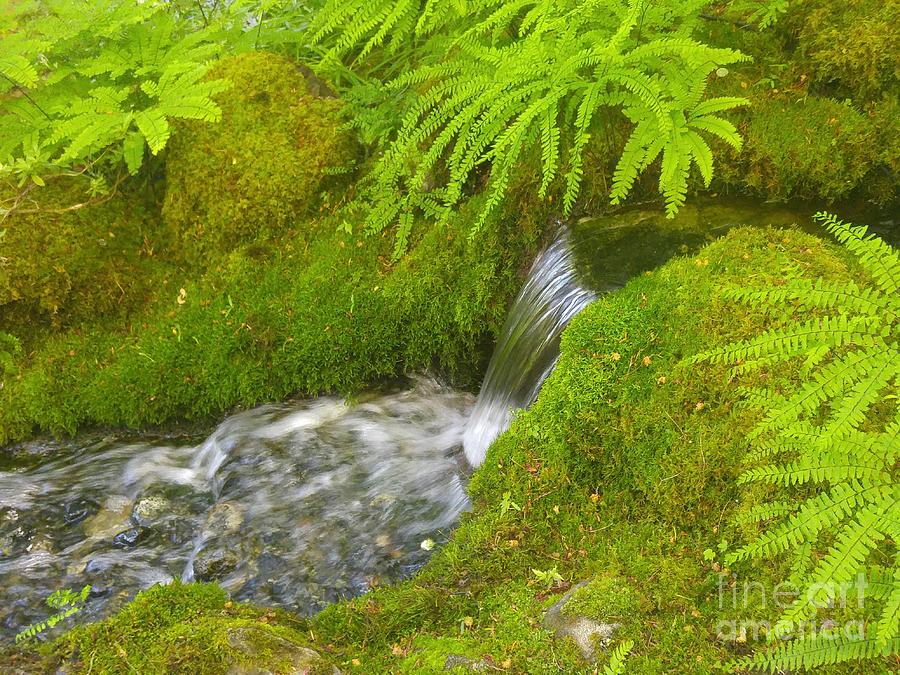 Moss and Waterfall Photograph by Kimberly Furey
