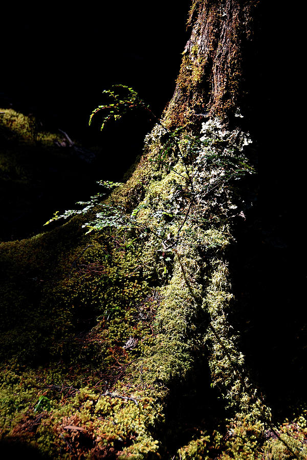 Moss Photograph by Andrei SKY
