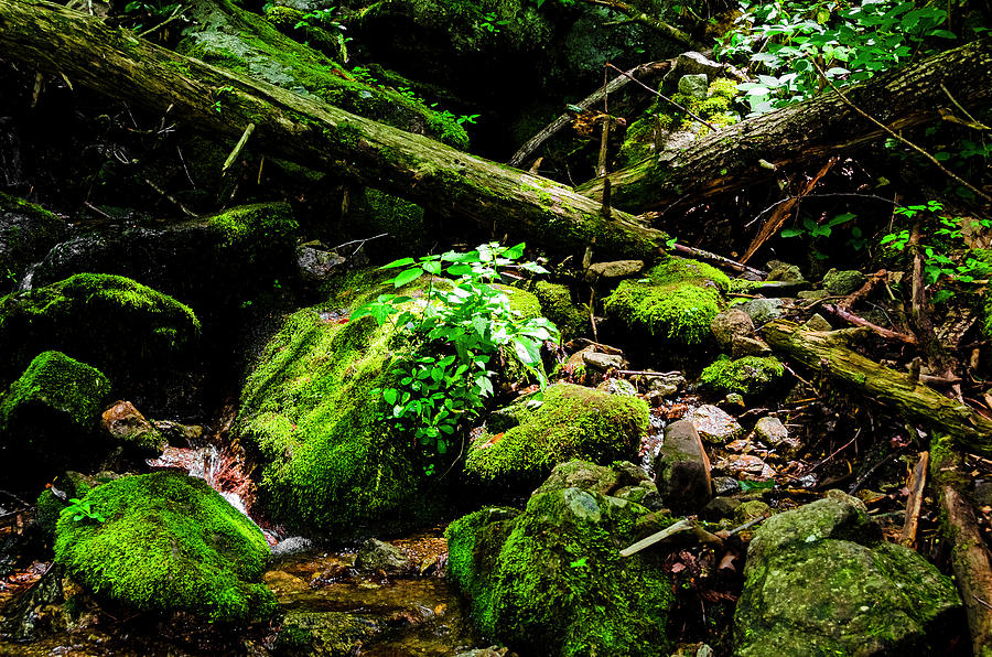 Moss At Wigwam Falls_01 Photograph