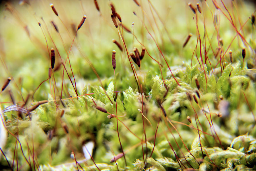 Moss Bed Photograph by Bonfire Photography - Fine Art America