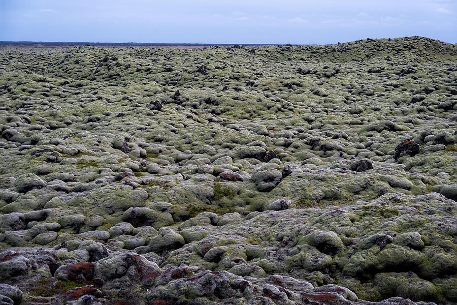 Moss Blanket Iceland Photograph by Catherine Reading