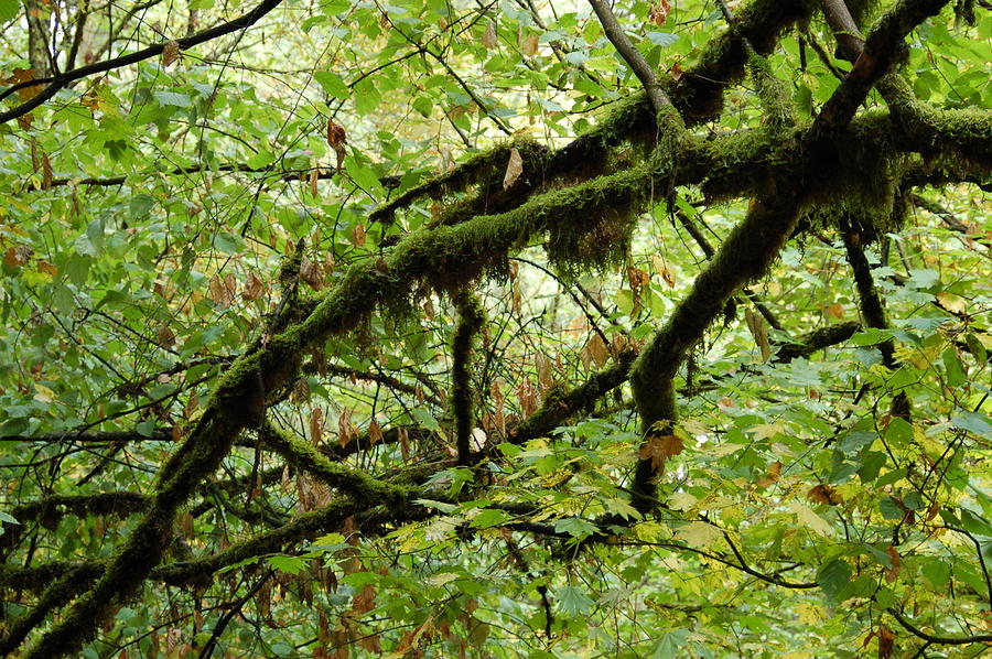 Moss Clings to Branches Photograph by James Cousineau
