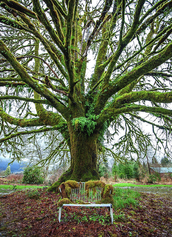 Moss Covered Bench and Tree, Washington State - Vertical Photograph by Abbie Matthews